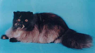 Country mooi.JPG (13064 bytes)