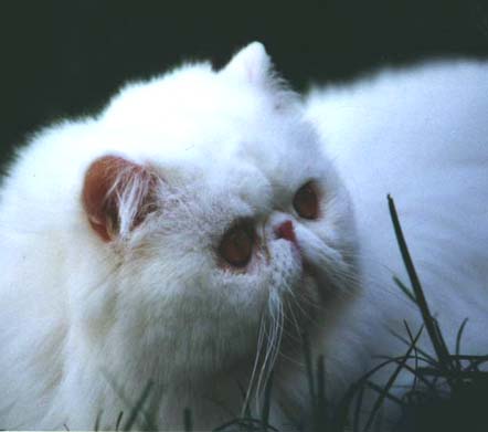 bobby1.JPG (19021 bytes)