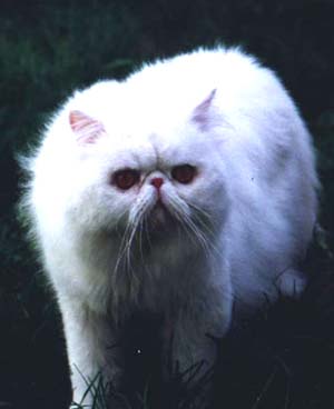 bobby2.jpg (13567 bytes)