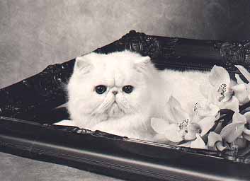 bobbyp.JPG (15951 bytes)