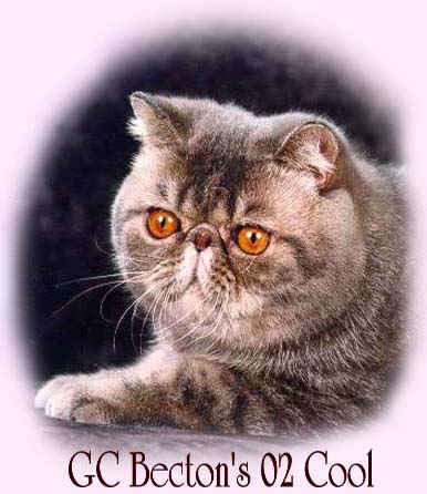 coolyfront.JPG (36643 bytes)