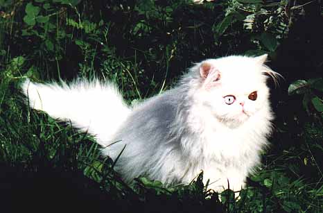 pgheaven.JPG (25820 bytes)