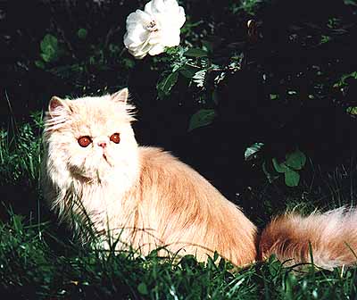 pgsummer.JPG (30020 bytes)